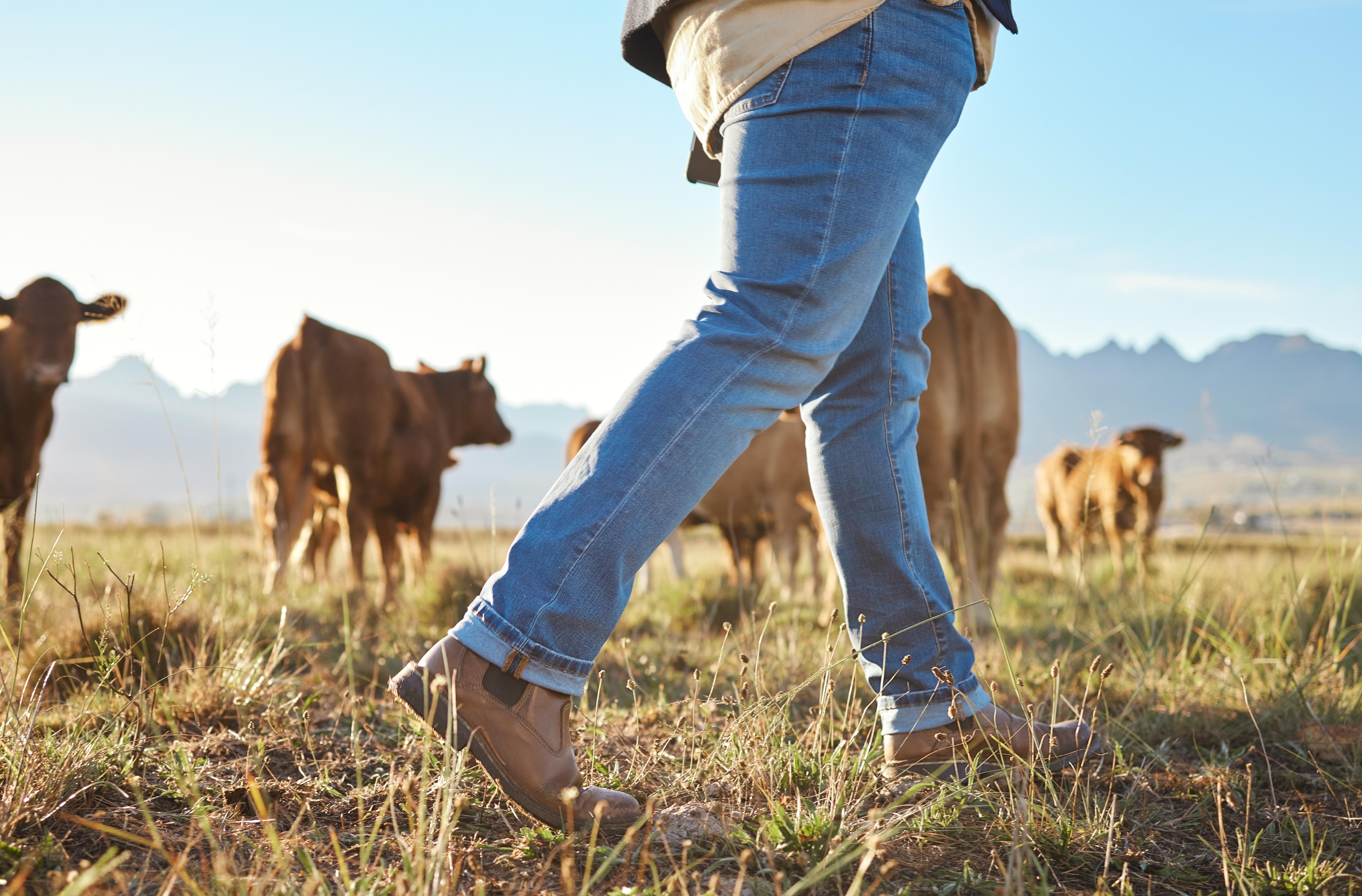 Person walking in a field with cows and mountains in the background