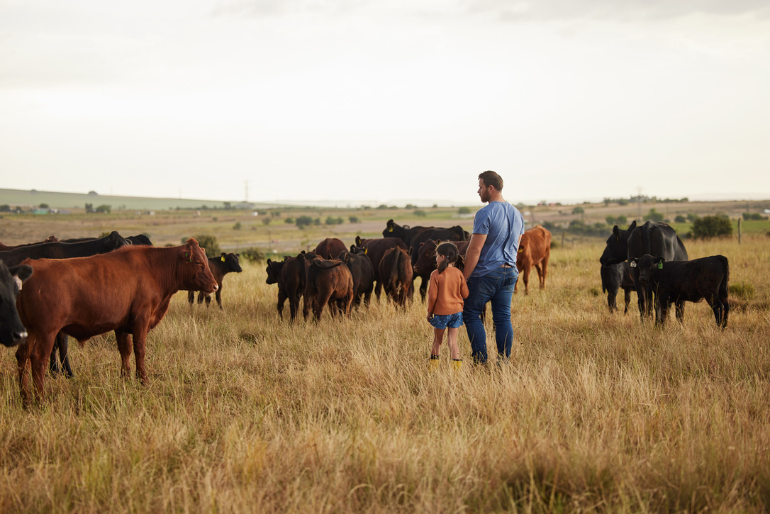 Man and child standing in a field with cows