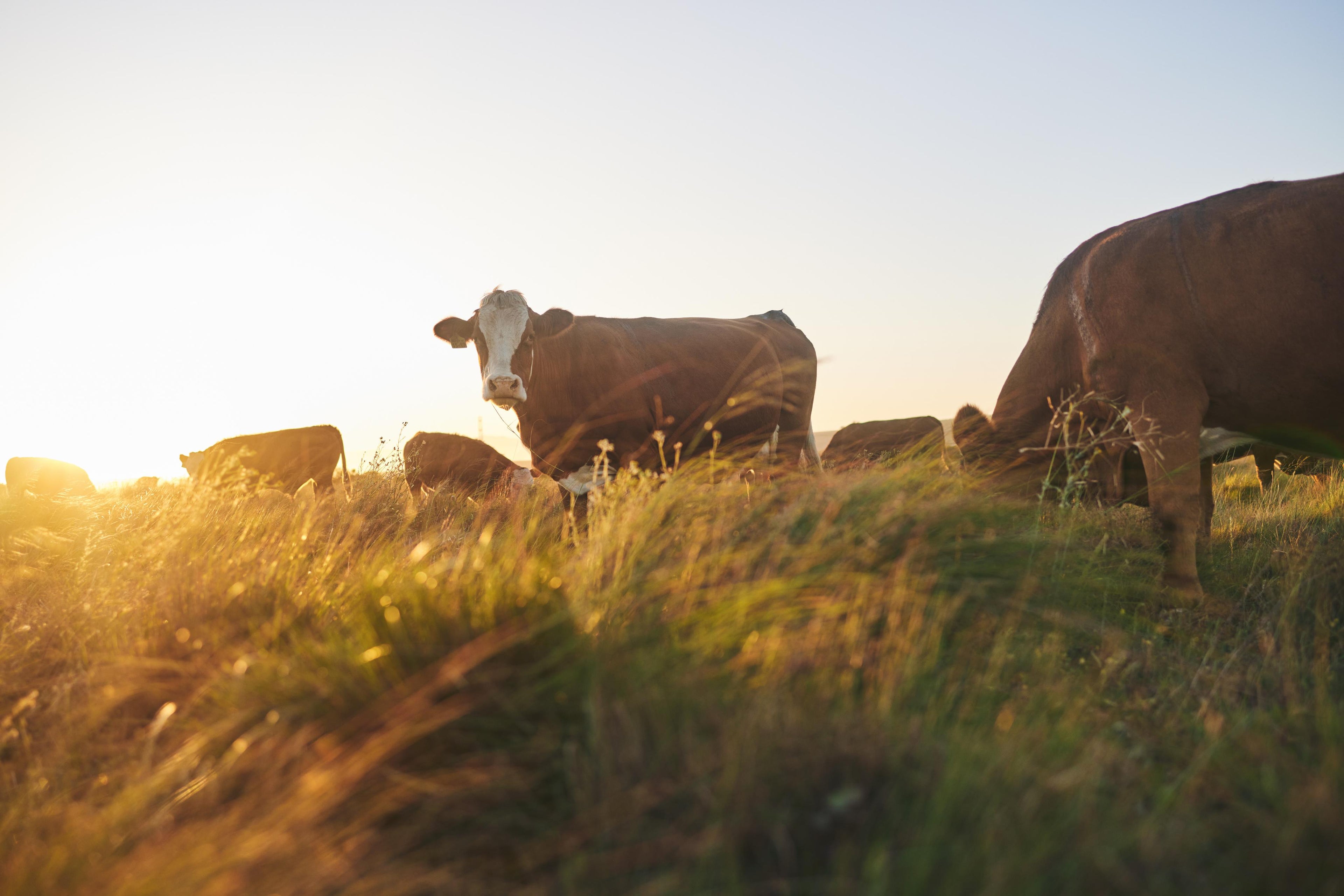 Piedmontese Cows grazing in a field with a warm, golden light