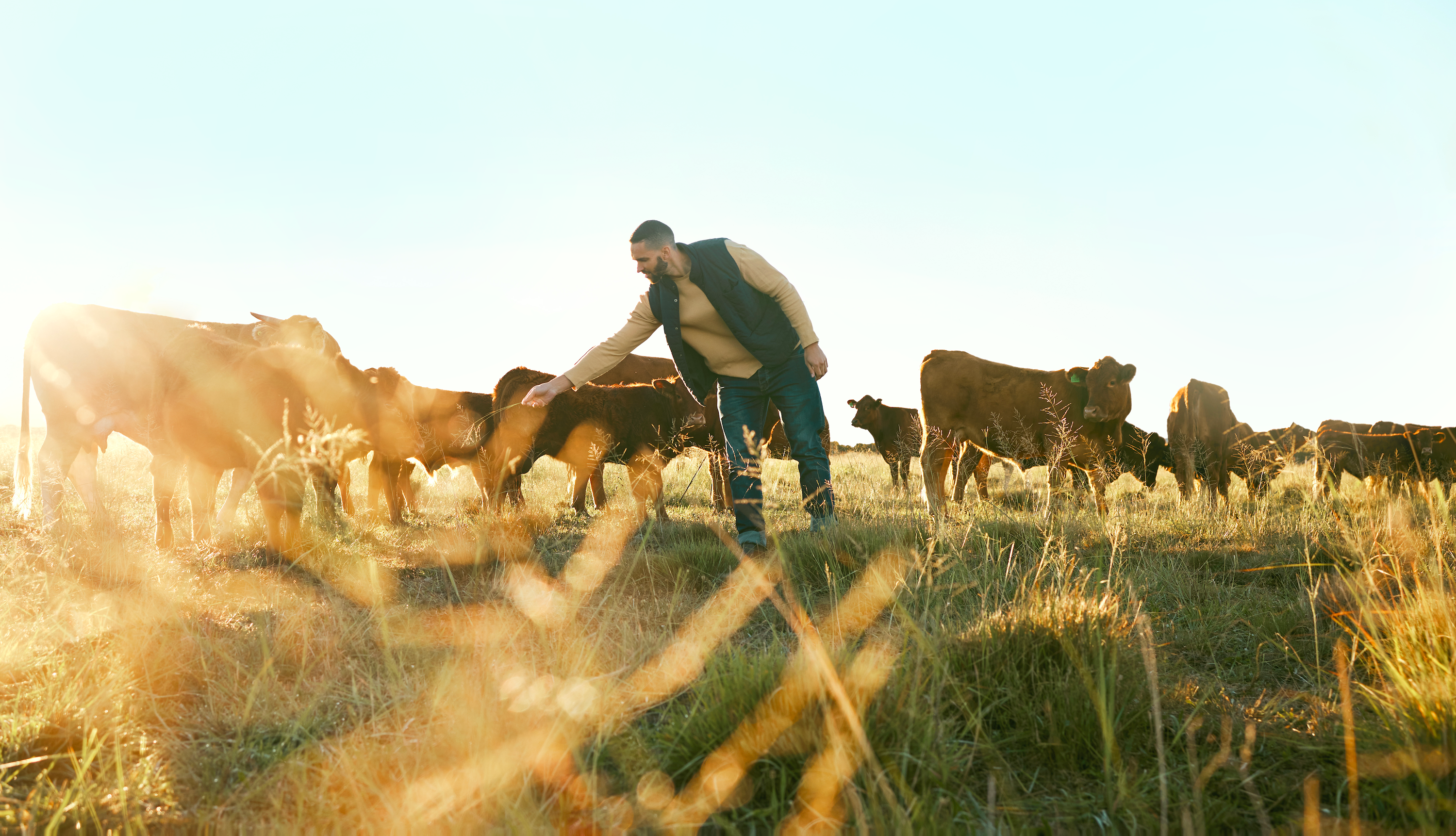 best beef liver supplements from grass fed cattle in the usa